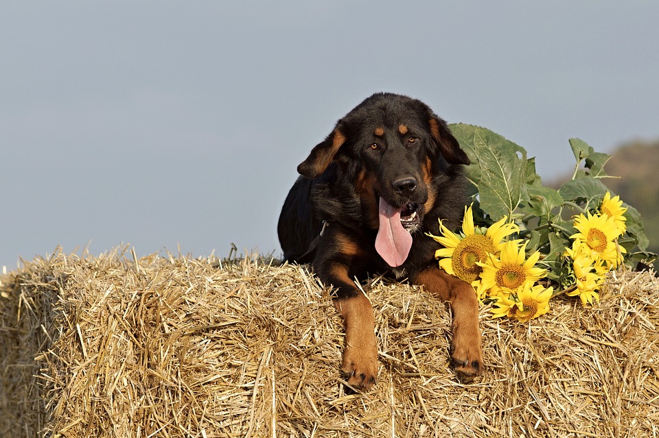 dog
