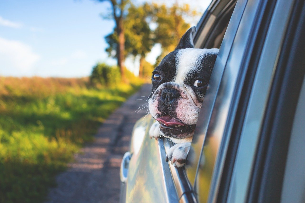 bulldog canine car
